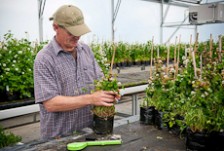 A scientist at a work bench inside a greenhouse, measuring the growth of a potted clover plant
