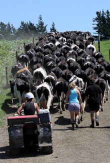 A dairy farmer on a quad bike and two workers following behind a herd of cows walking along a farm raceway