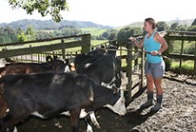 A dairy farmer sorting cows in a yard