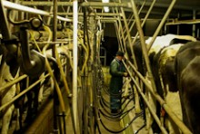 A dairy farmer in a milking shed with cows
