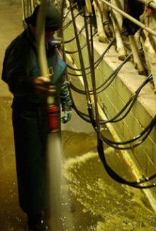 A dairy farmer using a hose to clean a milking shed floor
