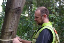 A forestry scientist measuring the circumference of a tree.