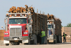 Two drivers inspecting their fully-laden logging trucks