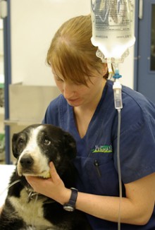 Krystal Kelly holding a dog which has an IV drip attached