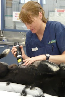 Krystal Kelly shaving a dog before an operation
