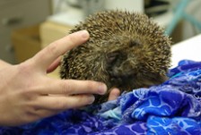 Close up of hands holding a hedgehog