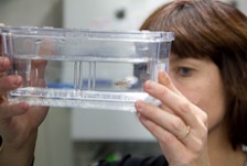 Julia Horsfield holding up a zebra fish embryo in a glass container full of water