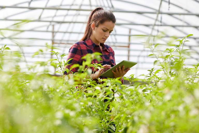 Young woman in glasshouse surrounded by plants checks her tablet.