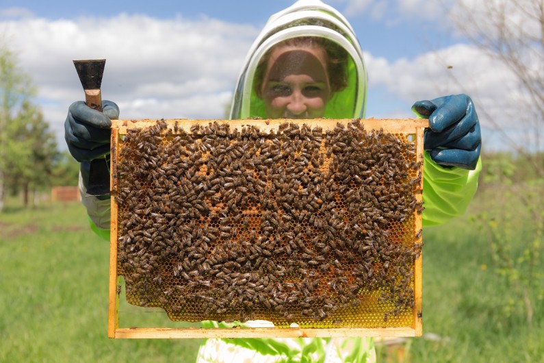 Apiarist holds honeycomb frame up to camera