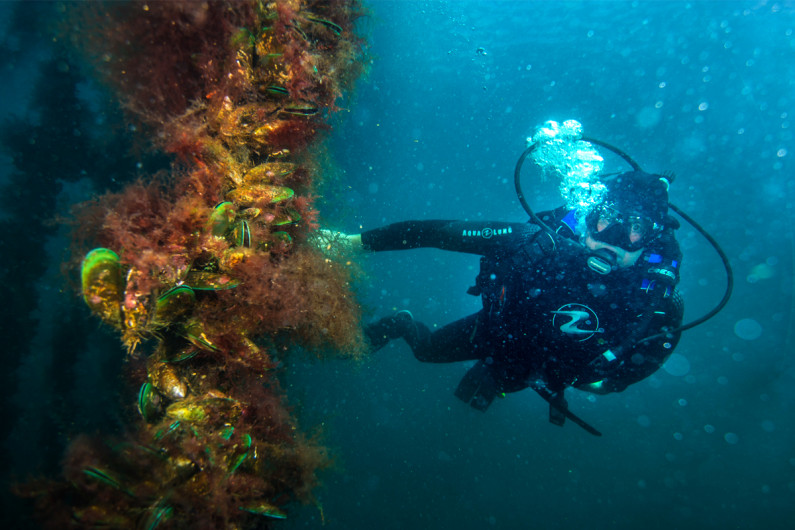 An aquaculture diver examining mussels underwater
