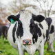 black and white dairy cow