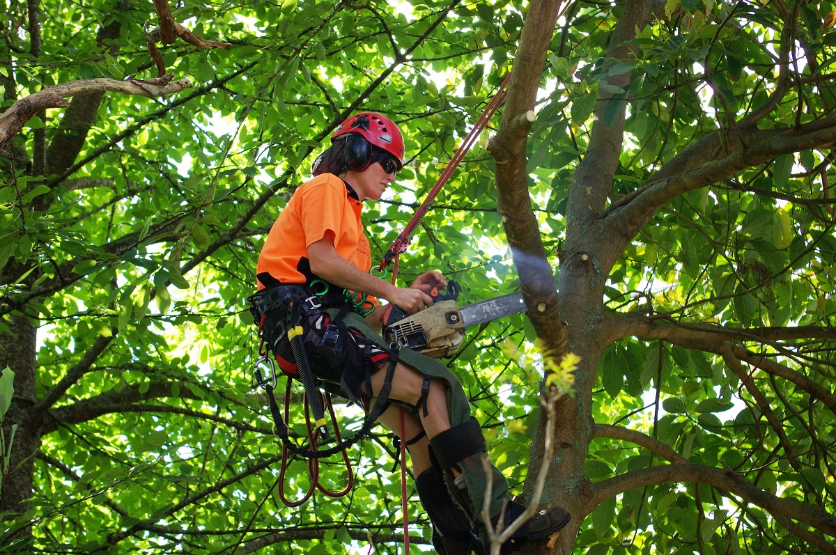 Arborist - How to enter the job