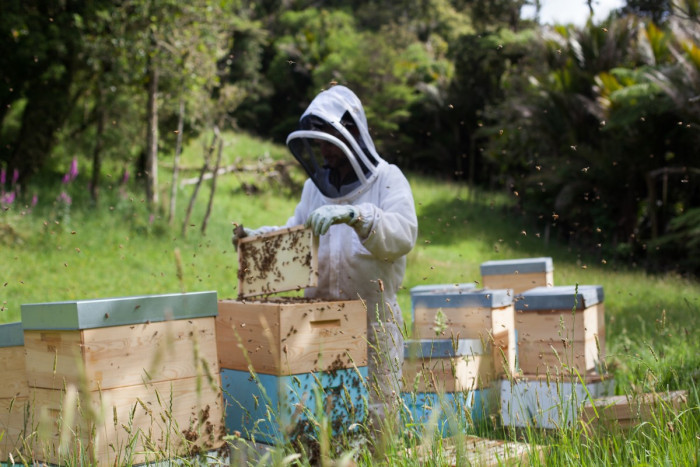 A beekeeper looking at a honey-covered frame from a hive