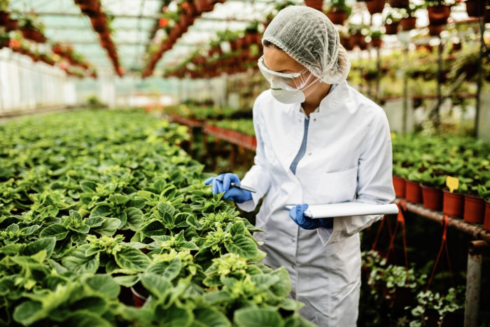 A biotechnologist checking plants in a nursery