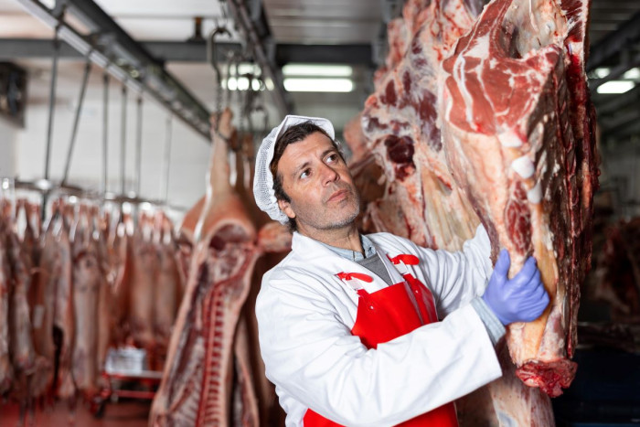 A butcher wearing an apron, gloves and a hair net, is lifting a piece of animal carcass onto a hook in a chiller 