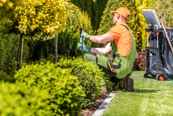 A male caretaker trims a hedge on school grounds