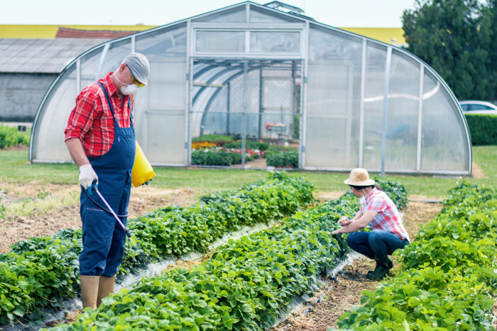 A man and a woman spraying and weeding salad crops