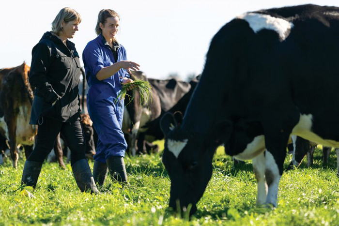 Two dairy farmers discussing farming operations and surveying cows