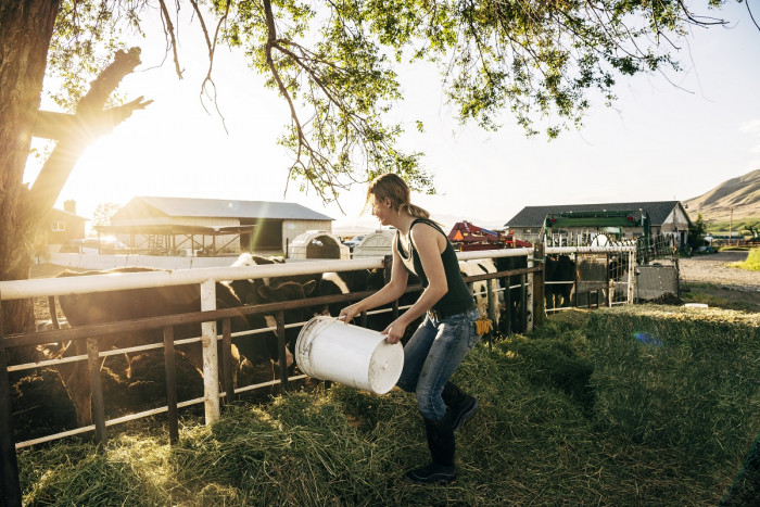 Young female farm assistant feeding cows on a dairy farm