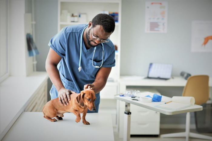 A male vet wearing scrubs and a stethoscope examines the ear of a small dog on a consulting room table 