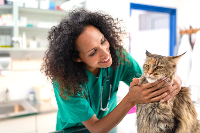 A vet nurse wearing scrubs in a clinic examines the head of a grumpy cat 