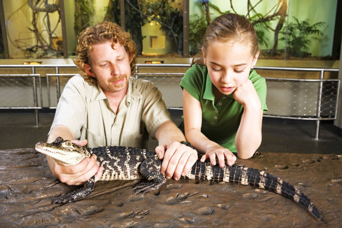 A zookeeper holds a baby alligator 's mouth shut while a child looks on 