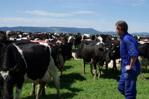 Adam Waite standing amongst a herd of cows