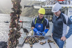 Aquaculture farmers harvest mussels from the sea.